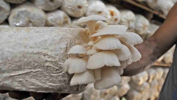 Manfaat Jamur: Antioksidan Hingga Cegah Kanker Manfaat Jamur: Antioksidan Hingga Cegah Kanker