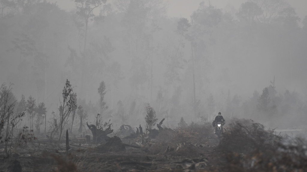 Cara Atasi Karhutla di Kalimantan-Sumatera Versi Jokowi hingga BNPB Cara Atasi Karhutla di Kalimantan-Sumatera Versi Jokowi hingga BNPB