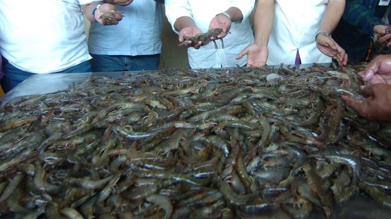 3 Manfaat Udang bagi Kesehatan dan Kandungan Gizinya 3 Manfaat Udang bagi Kesehatan dan Kandungan Gizinya