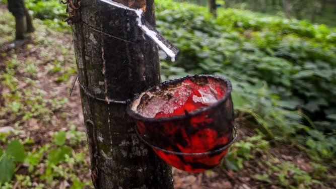 Kadin Dorong Biji Karet Dimanfaatkan Sebagai Campuran Bahan Bakar Kadin Dorong Biji Karet Dimanfaatkan Sebagai Campuran Bahan Bakar