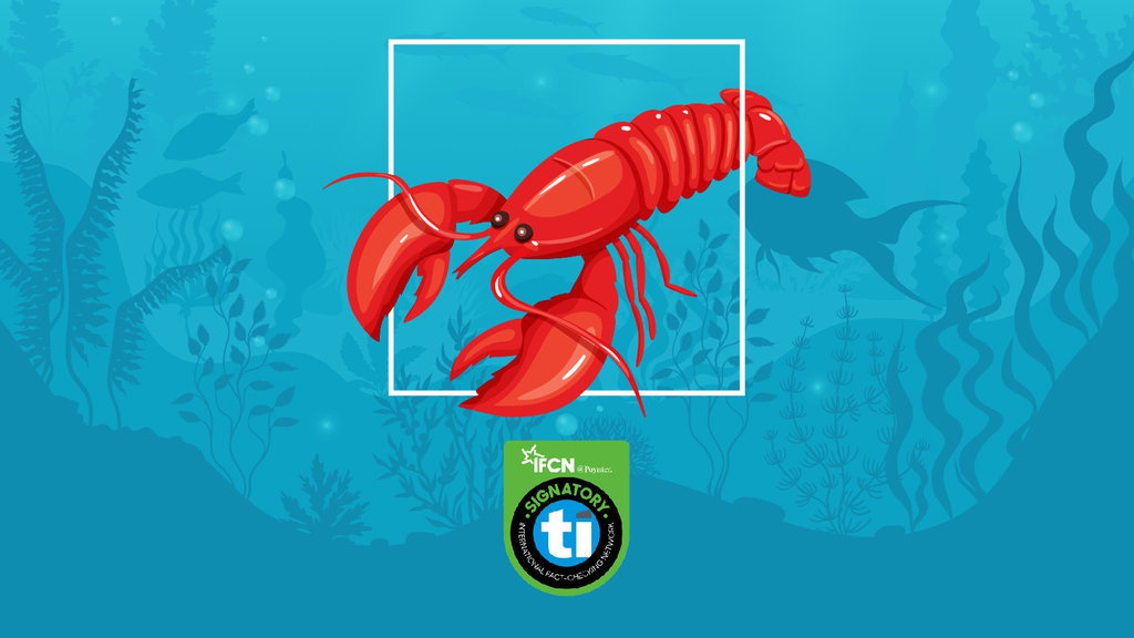 Wacana Ekspor Benih Lobster: Bagaimana Kondisi Lobster di RI? Wacana Ekspor Benih Lobster: Bagaimana Kondisi Lobster di RI?