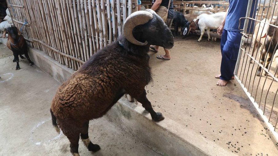 Harga Kambing Qurban 2023 Jakarta Jenis Jantan & Ketentuannya Harga Kambing Qurban 2023 Jakarta Jenis Jantan & Ketentuannya
