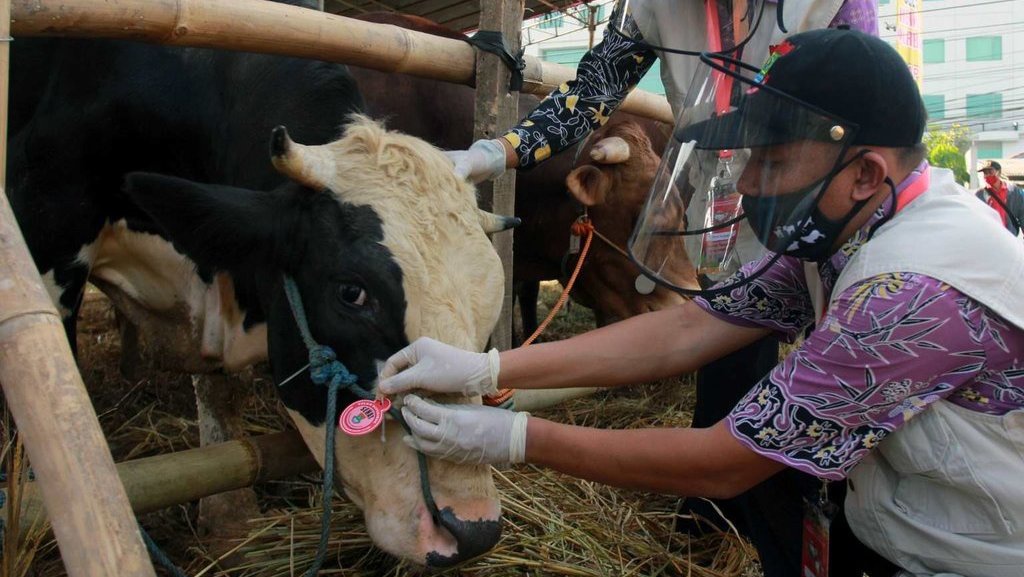 Bacaan Doa Menyembelih Hewan Kurban Sapi untuk 7 Orang & Urutannya Bacaan Doa Menyembelih Hewan Kurban Sapi untuk 7 Orang & Urutannya