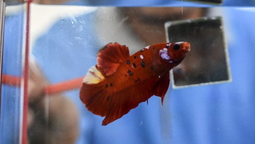 Cara Ternak Ikan Cupang Bagi Pemula: Mengenal Pemijahan & Perawatan Cara Ternak Ikan Cupang Bagi Pemula: Mengenal Pemijahan & Perawatan