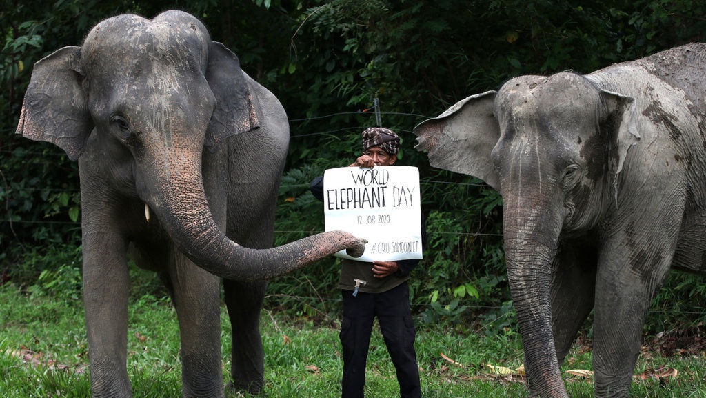 Peringatan Hari Gajah Sedunia Peringatan Hari Gajah Sedunia