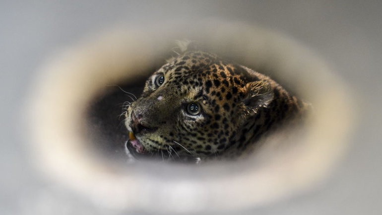Macan Tutul yang Serang Warga Bandung Direhabilitasi di Garut Macan Tutul yang Serang Warga Bandung Direhabilitasi di Garut