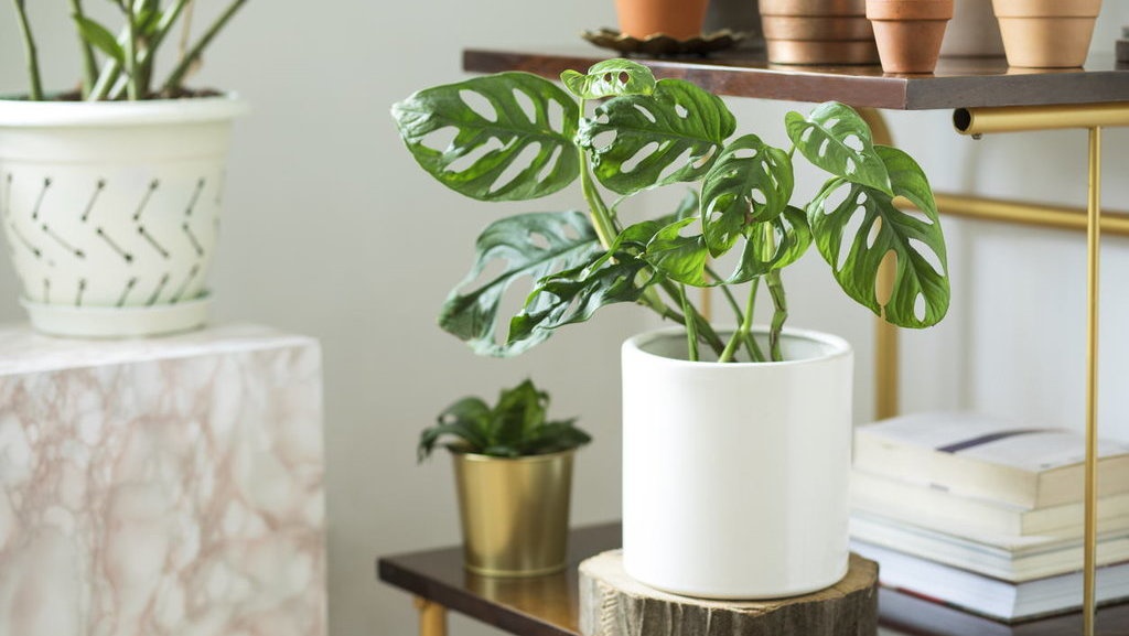 Jenis-jenis Janda Bolong: Monstera Adansonii hingga Monstera Dubia Jenis-jenis Janda Bolong: Monstera Adansonii hingga Monstera Dubia
