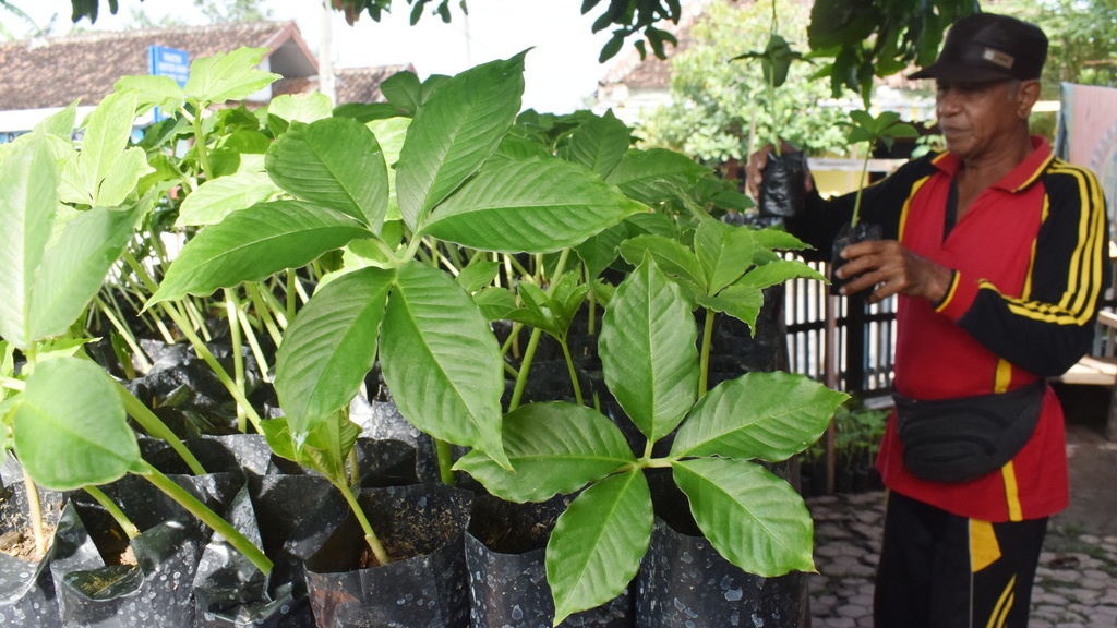 Harga Porang: Tepung Capai Rp150 Ribu/kg, Nilai Ekspor Rp11 M/Tahun Harga Porang: Tepung Capai Rp150 Ribu/kg, Nilai Ekspor Rp11 M/Tahun