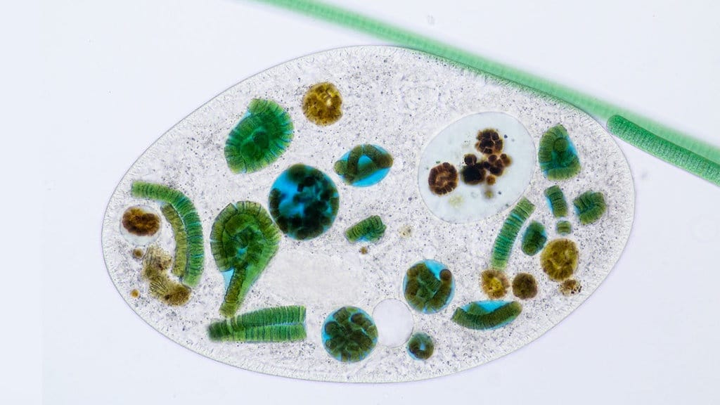Apa itu Protista dan Seperti Apa Ciri-Cirinya? Apa itu Protista dan Seperti Apa Ciri-Cirinya?