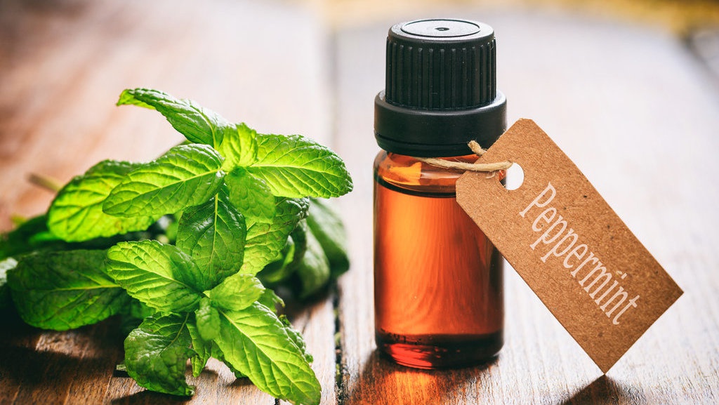 Apa Saja Manfaat Minyak Peppermint untuk Kesehatan? Apa Saja Manfaat Minyak Peppermint untuk Kesehatan?