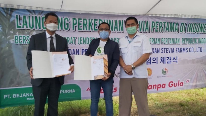 Pengembangan Pemanis Stevia di Minahasa Pengembangan Pemanis Stevia di Minahasa