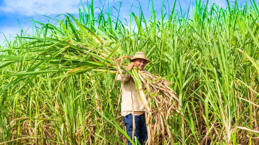 CORE Harap HPP Gula Tani Rp15.000 per Kilogram CORE Harap HPP Gula Tani Rp15.000 per Kilogram