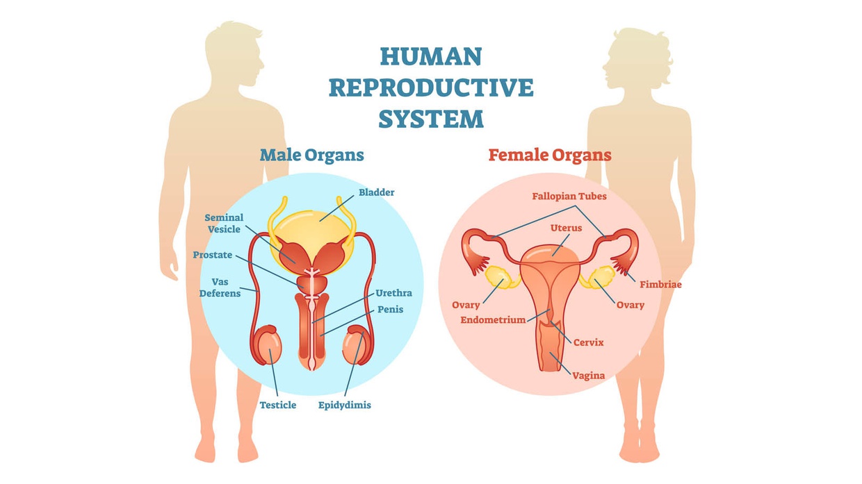 Organ Reproduksi Pria dan Fungsinya: Duktus Ejakulatoris-Testis Organ Reproduksi Pria dan Fungsinya: Duktus Ejakulatoris-Testis