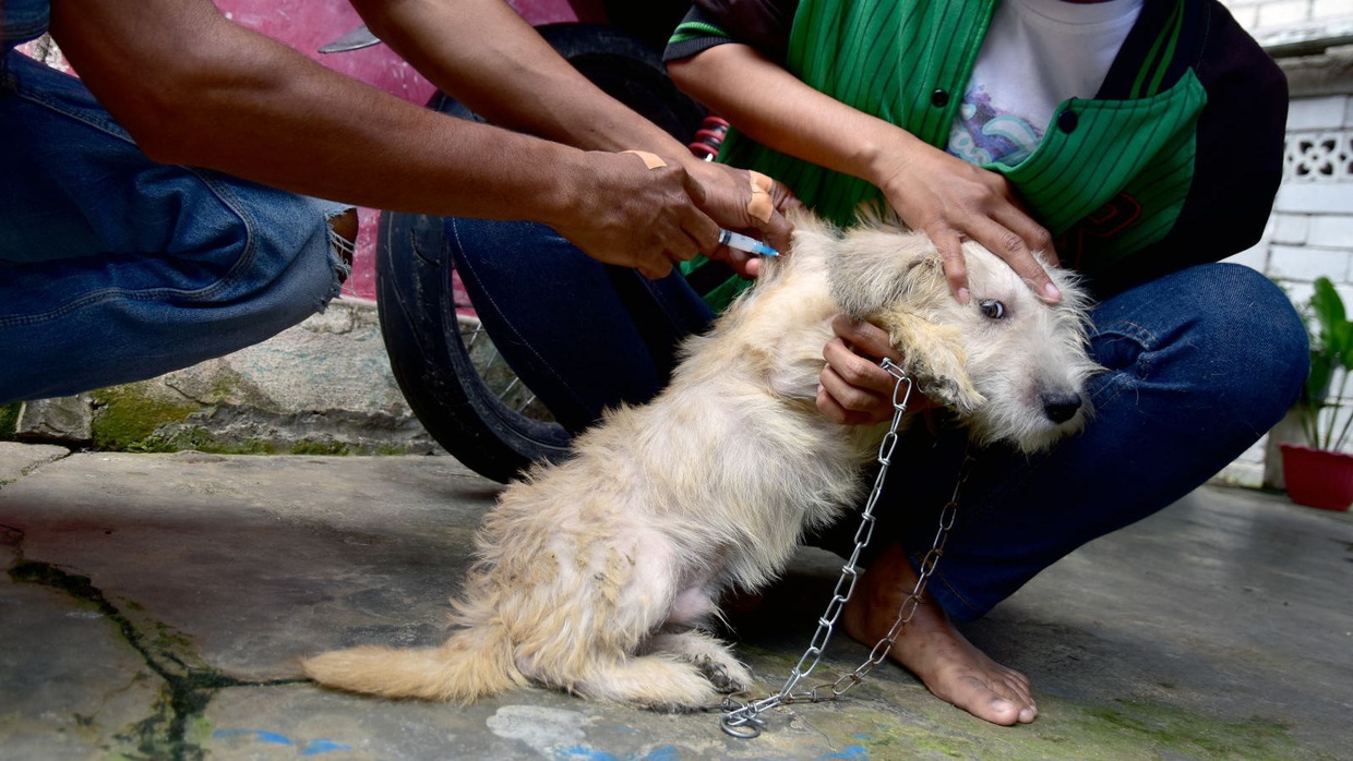 5 Pertolongan Pertama pada Anak saat Digigit Hewan Rabies 5 Pertolongan Pertama pada Anak saat Digigit Hewan Rabies