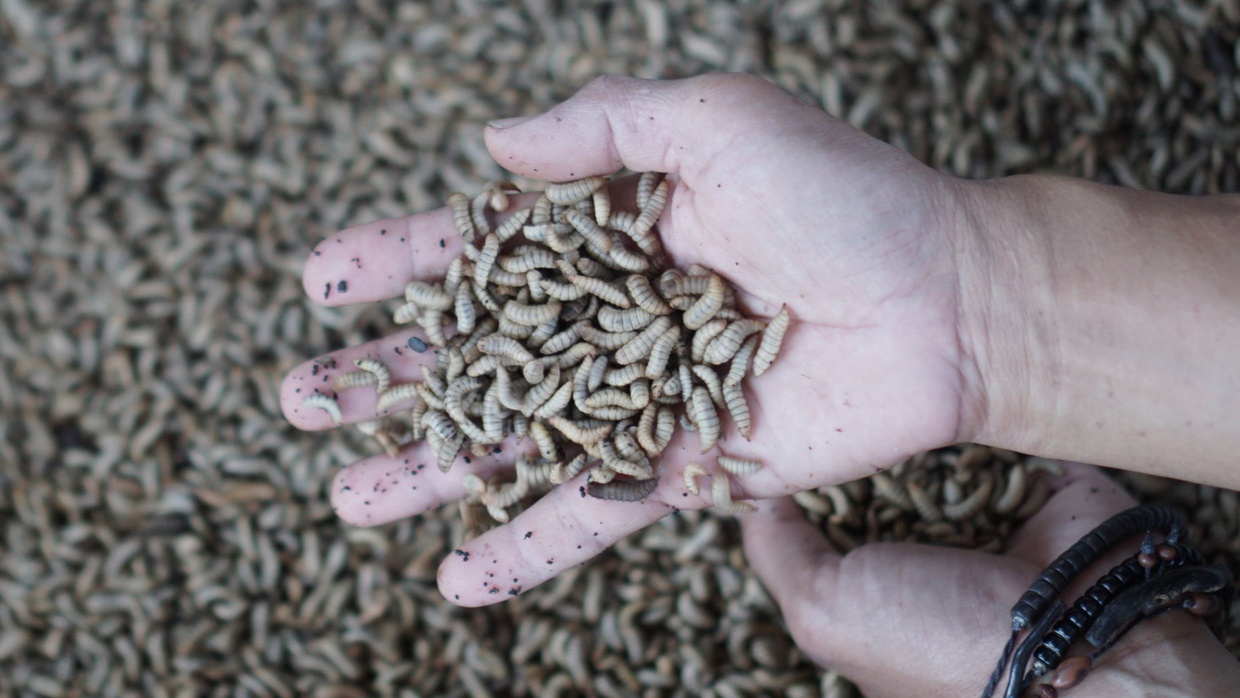 Bagaimana Cara Budidaya Maggot BSF untuk Pemula? Bagaimana Cara Budidaya Maggot BSF untuk Pemula?