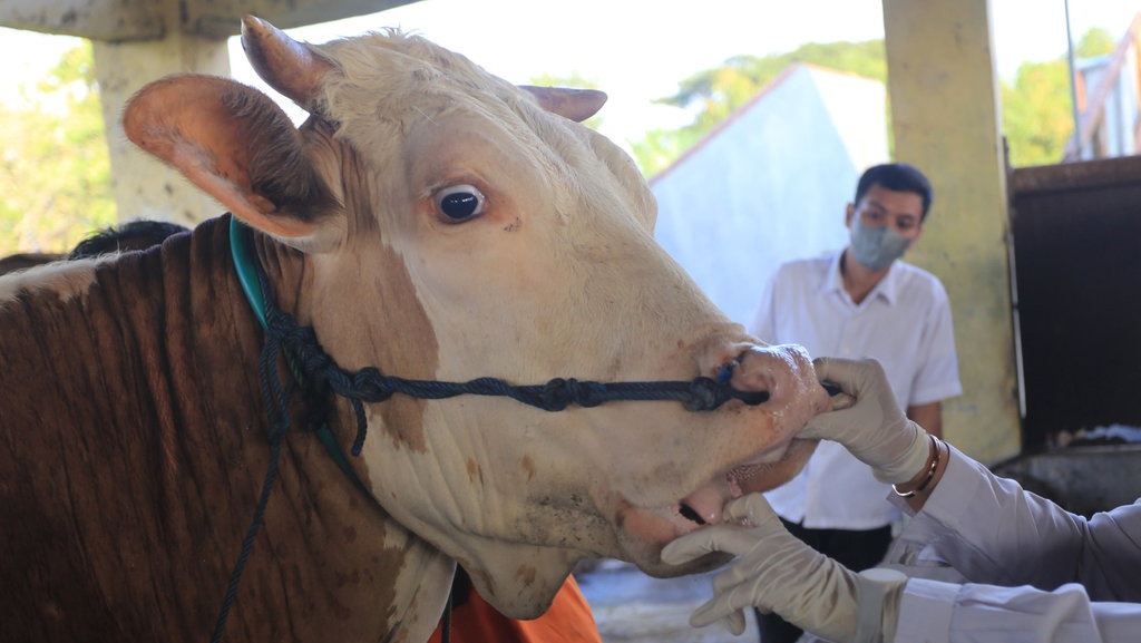 Dampak Wabah PMK, Harga Sapi Kurban Terkerek Naik Dampak Wabah PMK, Harga Sapi Kurban Terkerek Naik