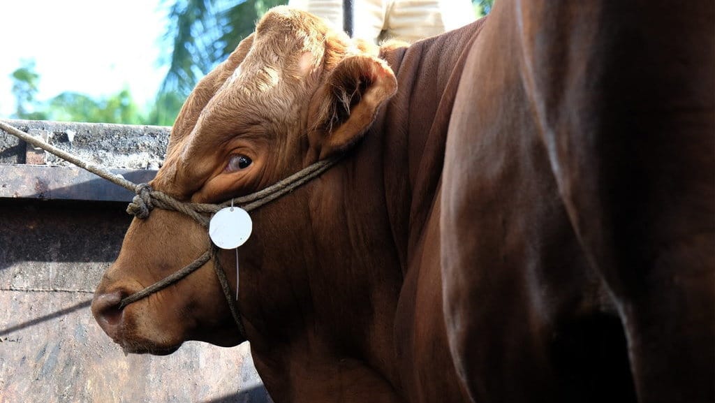 Harga 1 Sapi Qurban, Bisa untuk Berapa Orang & Aturan Usia Hewan Harga 1 Sapi Qurban, Bisa untuk Berapa Orang & Aturan Usia Hewan
