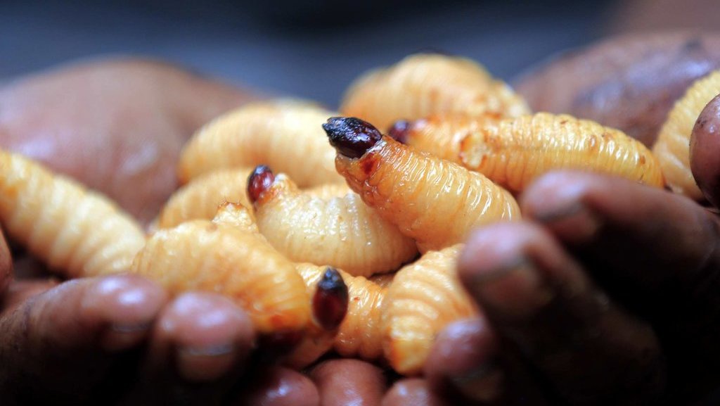 Beda Ulat Kayu dan Ulat Sagu, Apa Bisa Dimakan & Kandungan Gizi Beda Ulat Kayu dan Ulat Sagu, Apa Bisa Dimakan & Kandungan Gizi