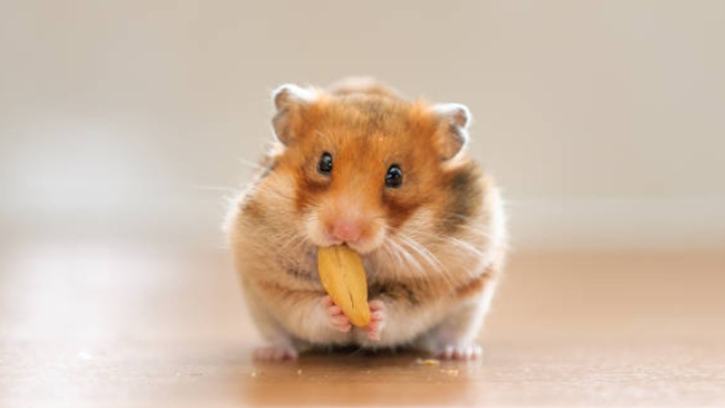Cara Merawat Hamster: Panduan Ternak dan Pengembangbiakan Cara Merawat Hamster: Panduan Ternak dan Pengembangbiakan