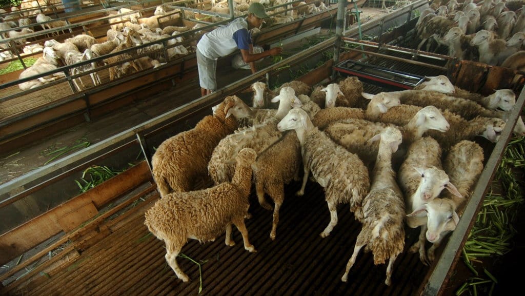1 Ekor Kambing Berapa Kg Daging? Ini Cara Menghitungnya 1 Ekor Kambing Berapa Kg Daging? Ini Cara Menghitungnya
