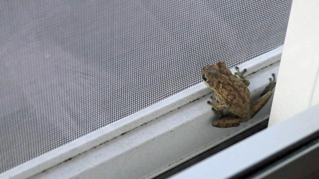 5 Cara Agar Katak Tidak Masuk Rumah & 3 Alasan Ada di Area Rumah 5 Cara Agar Katak Tidak Masuk Rumah & 3 Alasan Ada di Area Rumah