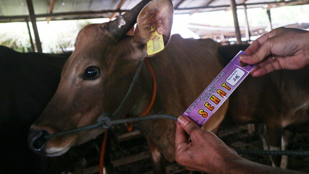 Cara Merobohkan Sapi Kurban dengan Mudah Saat Idul Adha Cara Merobohkan Sapi Kurban dengan Mudah Saat Idul Adha