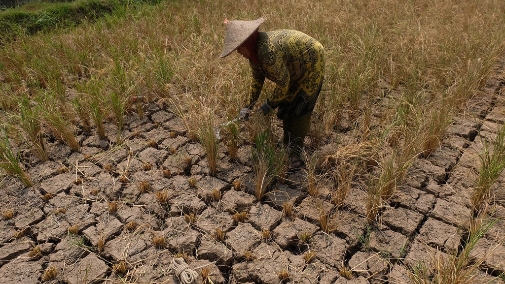 41,85 Ha Lahan Pertanian di Sukabumi Gagal Panen akibat El Nino 41,85 Ha Lahan Pertanian di Sukabumi Gagal Panen akibat El Nino