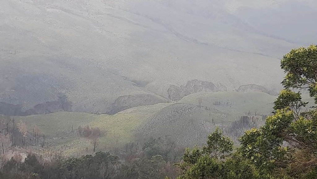 Savana Gunung Bromo Kembali Hijau usai Kebakaran akibat Flare Savana Gunung Bromo Kembali Hijau usai Kebakaran akibat Flare