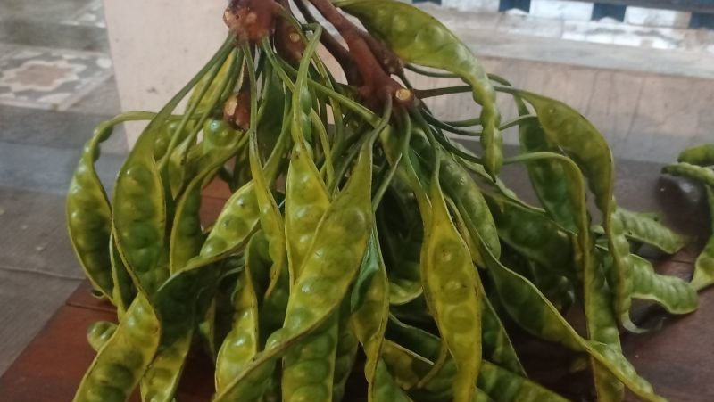 Petani di Banten Raup Cuan Puluhan Juta dari Tanam Petai Petani di Banten Raup Cuan Puluhan Juta dari Tanam Petai