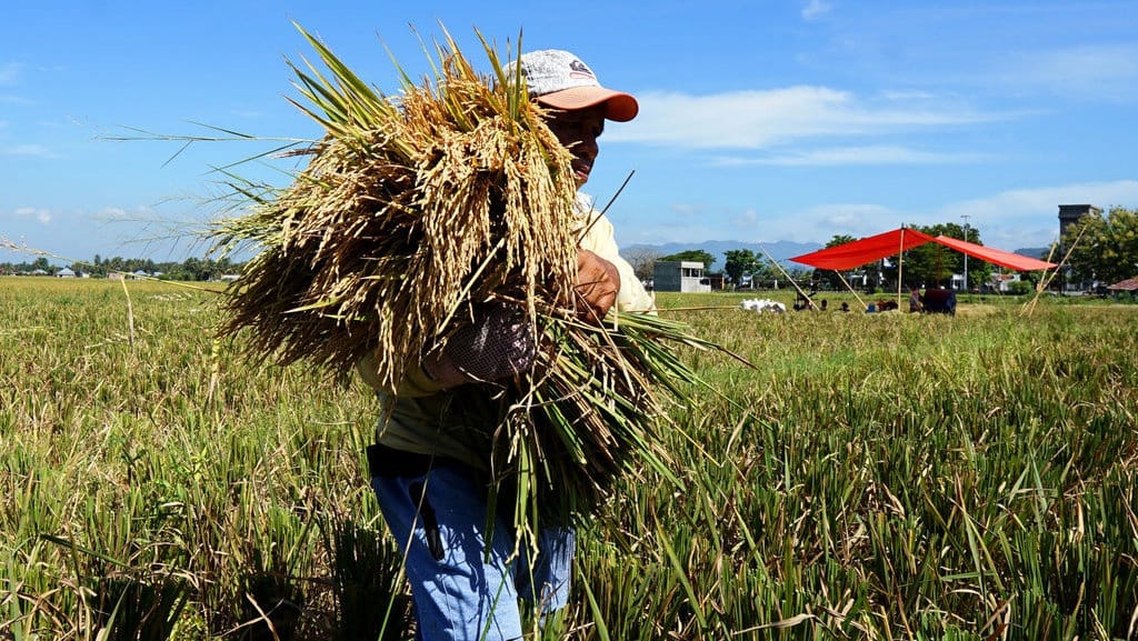 Curhat Petani Tidak Menikmati Untung saat Harga Beras Mahal Curhat Petani Tidak Menikmati Untung saat Harga Beras Mahal
