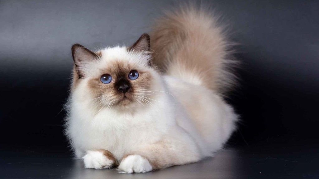 Kucing Himalaya: Jenis, Karakter, dan Tips Merawatnya Kucing Himalaya: Jenis, Karakter, dan Tips Merawatnya