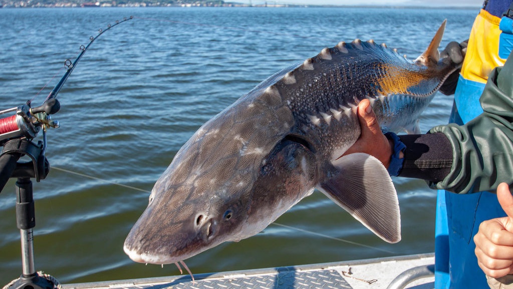 Bentuk & Harga Ikan Sturgeon Raksasa, Apakah Terbesar di Dunia? Bentuk & Harga Ikan Sturgeon Raksasa, Apakah Terbesar di Dunia?