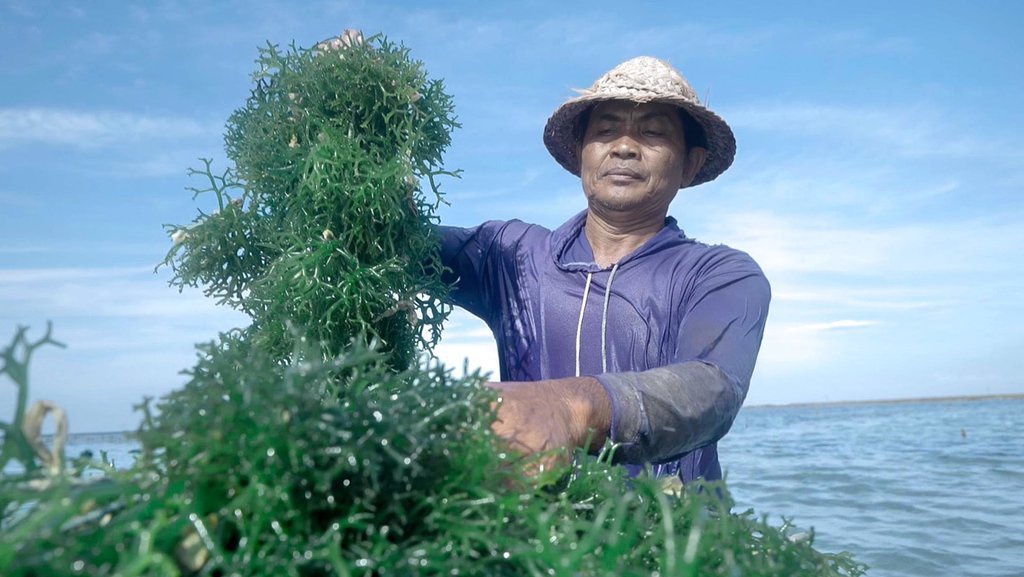 BRI Tingkatkan Skala Klaster Usaha Rumput Laut di Nusa Penida BRI Tingkatkan Skala Klaster Usaha Rumput Laut di Nusa Penida