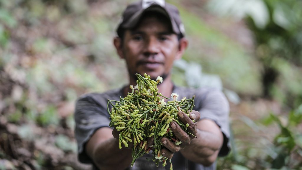 Cengkeh Sumber Kehidupan dan Simbol Kebersamaan Warga Tidore Cengkeh Sumber Kehidupan dan Simbol Kebersamaan Warga Tidore