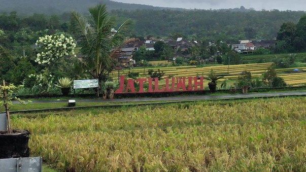 Panorama Bali di Jatiluwih: Harmoni Alam dan Cita Rasa Tradisi Panorama Bali di Jatiluwih: Harmoni Alam dan Cita Rasa Tradisi