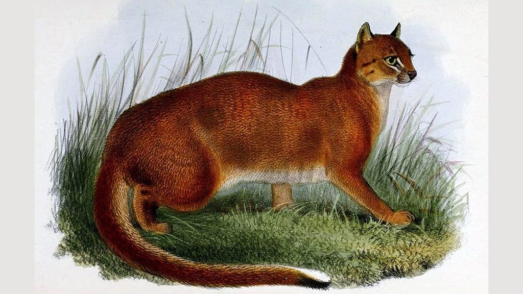 Apa Itu Catopuma badia Kucing Merah Asal Kalimantan? Apa Itu Catopuma badia Kucing Merah Asal Kalimantan?