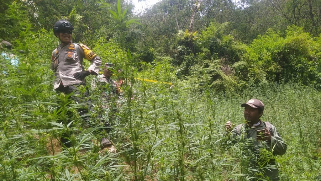 Benarkah Drone Dilarang Usai Penemuan Ladang Ganja di Bromo? Benarkah Drone Dilarang Usai Penemuan Ladang Ganja di Bromo?
