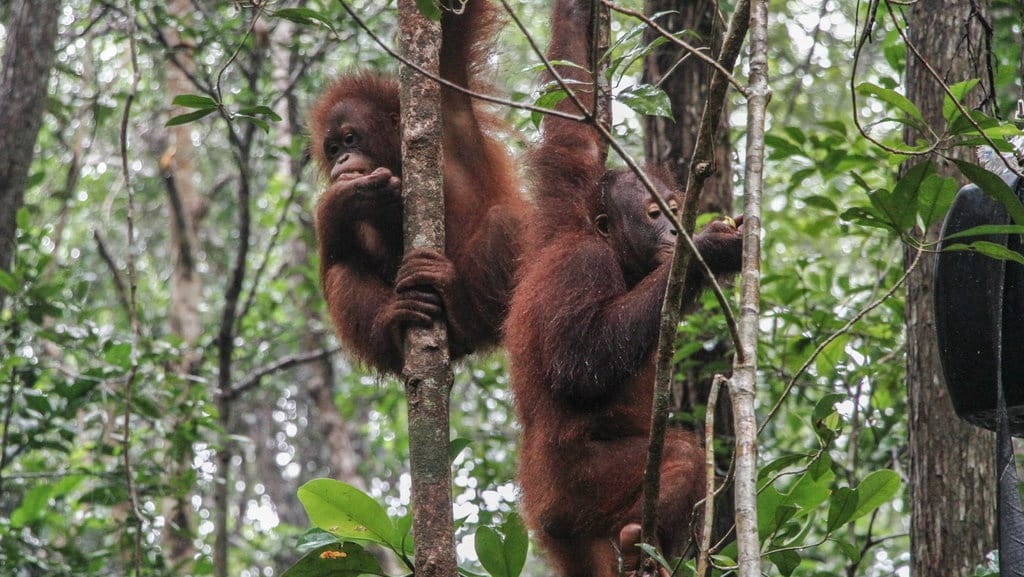 Cara Adopsi Orangutan Kalimantan Secara Online di BOS Cara Adopsi Orangutan Kalimantan Secara Online di BOS