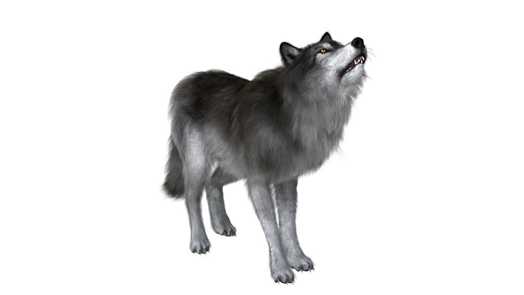 Apa Itu Dire Wolf, Benarkah Sudah Punah & Kini Diciptakan Lagi? Apa Itu Dire Wolf, Benarkah Sudah Punah & Kini Diciptakan Lagi?