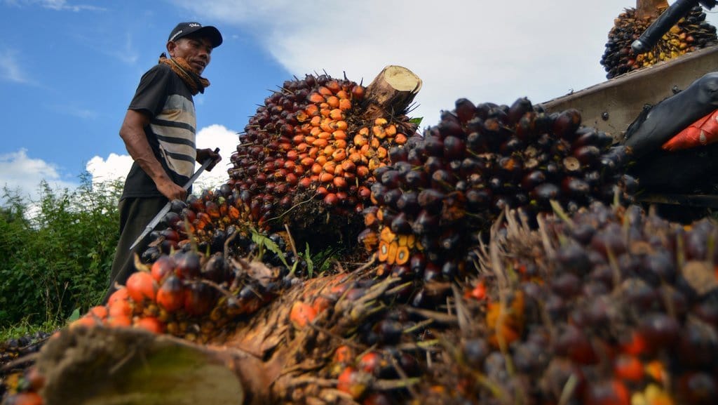 BPDP Himpun Pungutan Sawit Rp22,7 T hingga Juni 2026 BPDP Himpun Pungutan Sawit Rp22,7 T hingga Juni 2026