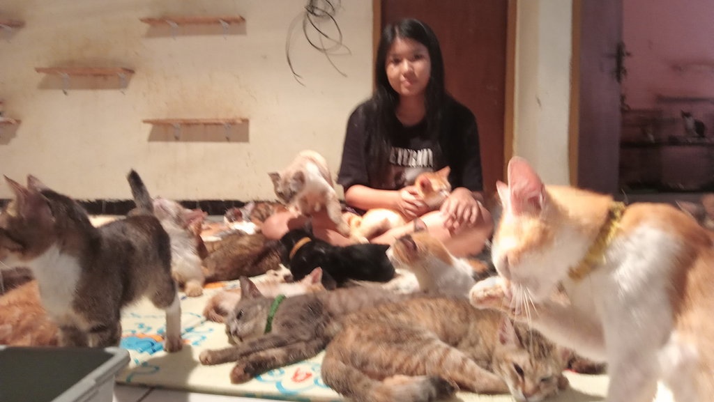 Cerita Cindy: Dari Penyayang Kucing hingga Bangun Shelter Cerita Cindy: Dari Penyayang Kucing hingga Bangun Shelter