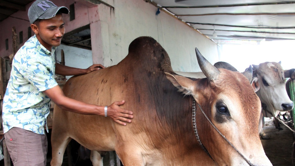 Daftar Harga Kambing dan Sapi Kurban 2026 di Jabodetabek Daftar Harga Kambing dan Sapi Kurban 2026 di Jabodetabek