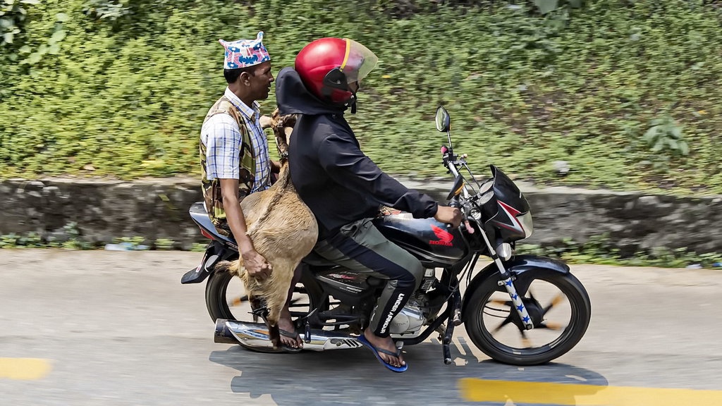 Hukum Bawa Kambing Pakai Motor Menurut UU Lalin dan Agama Islam Hukum Bawa Kambing Pakai Motor Menurut UU Lalin dan Agama Islam