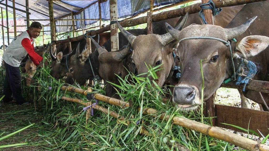 Harga Hewan Kurban Iduladha 2026 di Berbagai Daerah Harga Hewan Kurban Iduladha 2026 di Berbagai Daerah