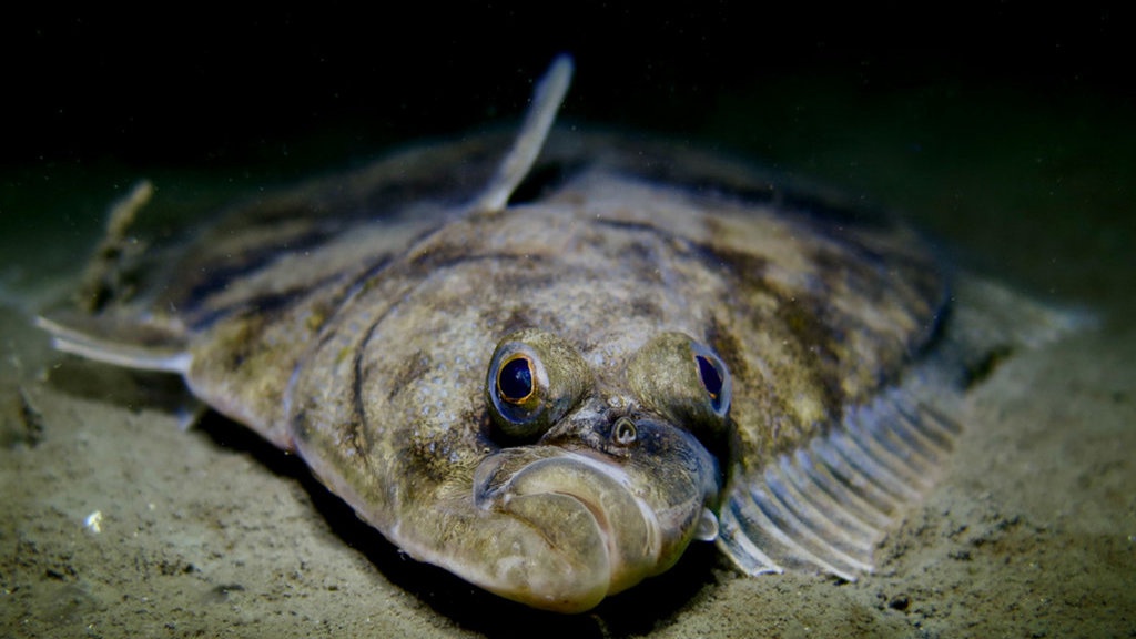 Menguak Flatfish alias Ikan Sebelah dalam Tradisi dan Sains Menguak Flatfish alias Ikan Sebelah dalam Tradisi dan Sains