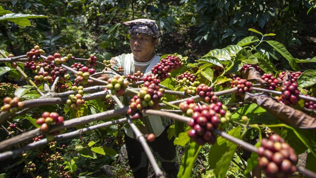Pemerintah Lobi AS Agar Komoditas Kopi hingga Nikel Kena 0 Tarif Pemerintah Lobi AS Agar Komoditas Kopi hingga Nikel Kena 0 Tarif