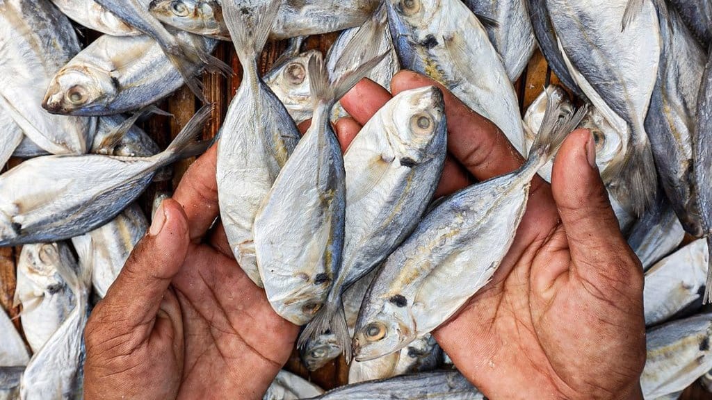 Ancaman Mutasi DNA di Balik Gurihnya Ikan Asin Ancaman Mutasi DNA di Balik Gurihnya Ikan Asin