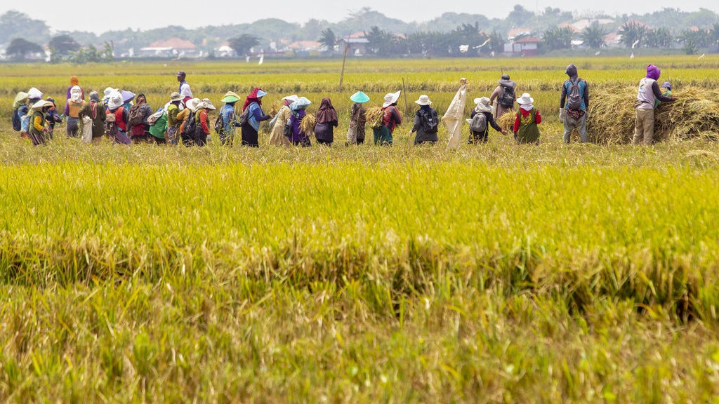 Ucapan Selamat Hari Tani Nasional 2025 untuk Caption Sosmed Ucapan Selamat Hari Tani Nasional 2025 untuk Caption Sosmed