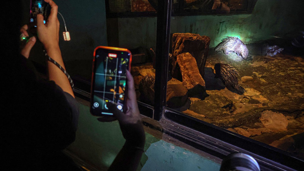 Wisata Malam Ragunan: Terobosan Baru Rekreasi & Edukasi Jakarta Wisata Malam Ragunan: Terobosan Baru Rekreasi & Edukasi Jakarta