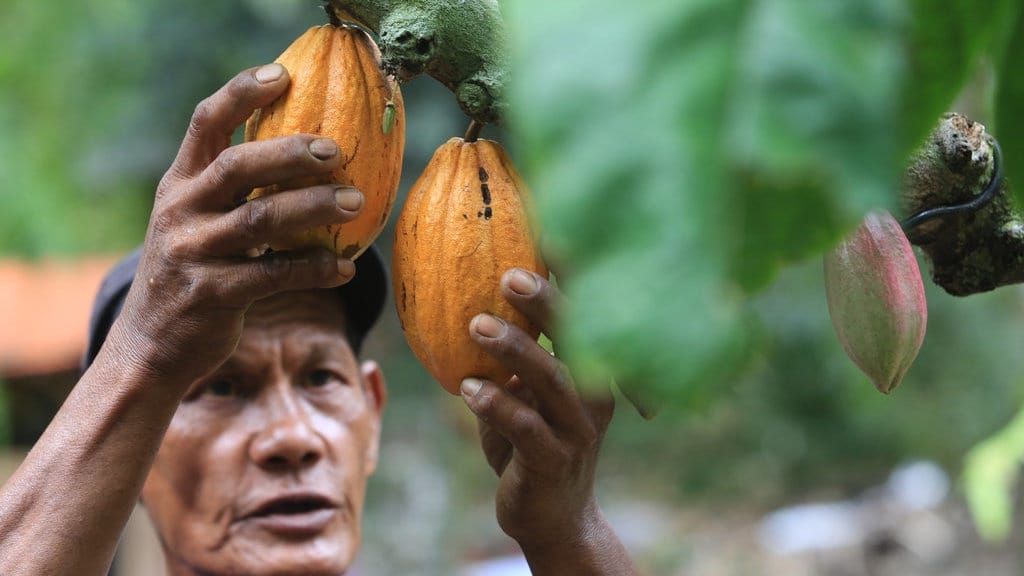Harga Kakao Berjangka AS Hari Ini Harga Kakao Berjangka AS Hari Ini